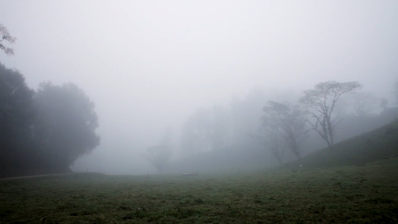 Cooperativas al rescate del “Bosque de niebla”