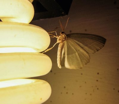 El cazador - Alejandro Ortiz (México)